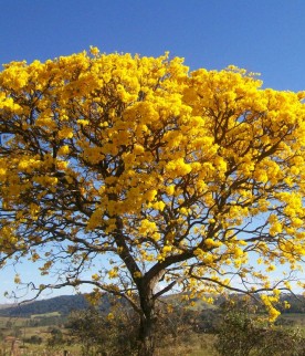 Ipê amarelo