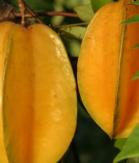 Carambola