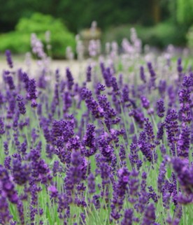 Lavanda