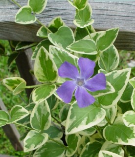 Vinca