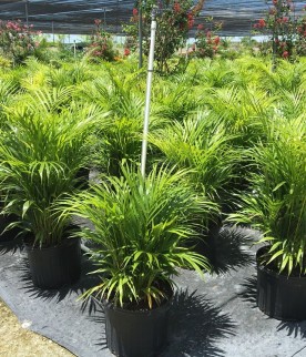 Areca Bambu 