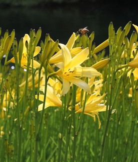 Lírio Amarelo