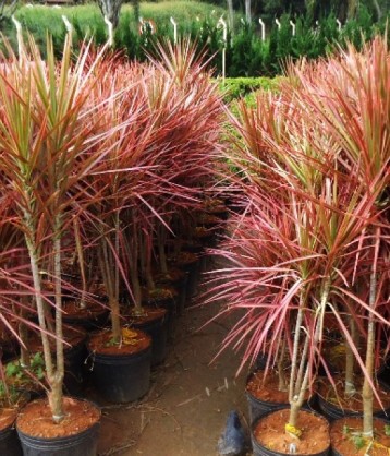 Dracena Tricolor