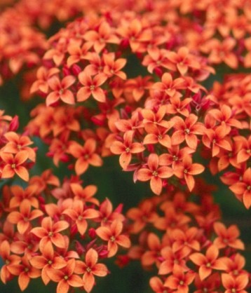 Kalanchoe