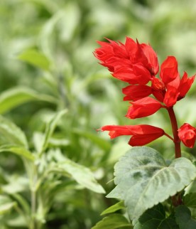 Salvia Vermelha