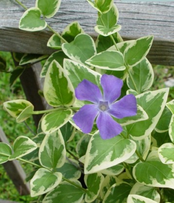 Vinca