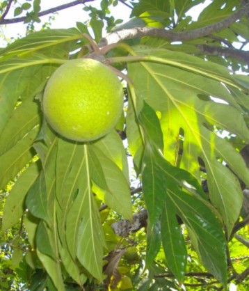 Fruta Pão