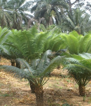 Cycas Circinalis